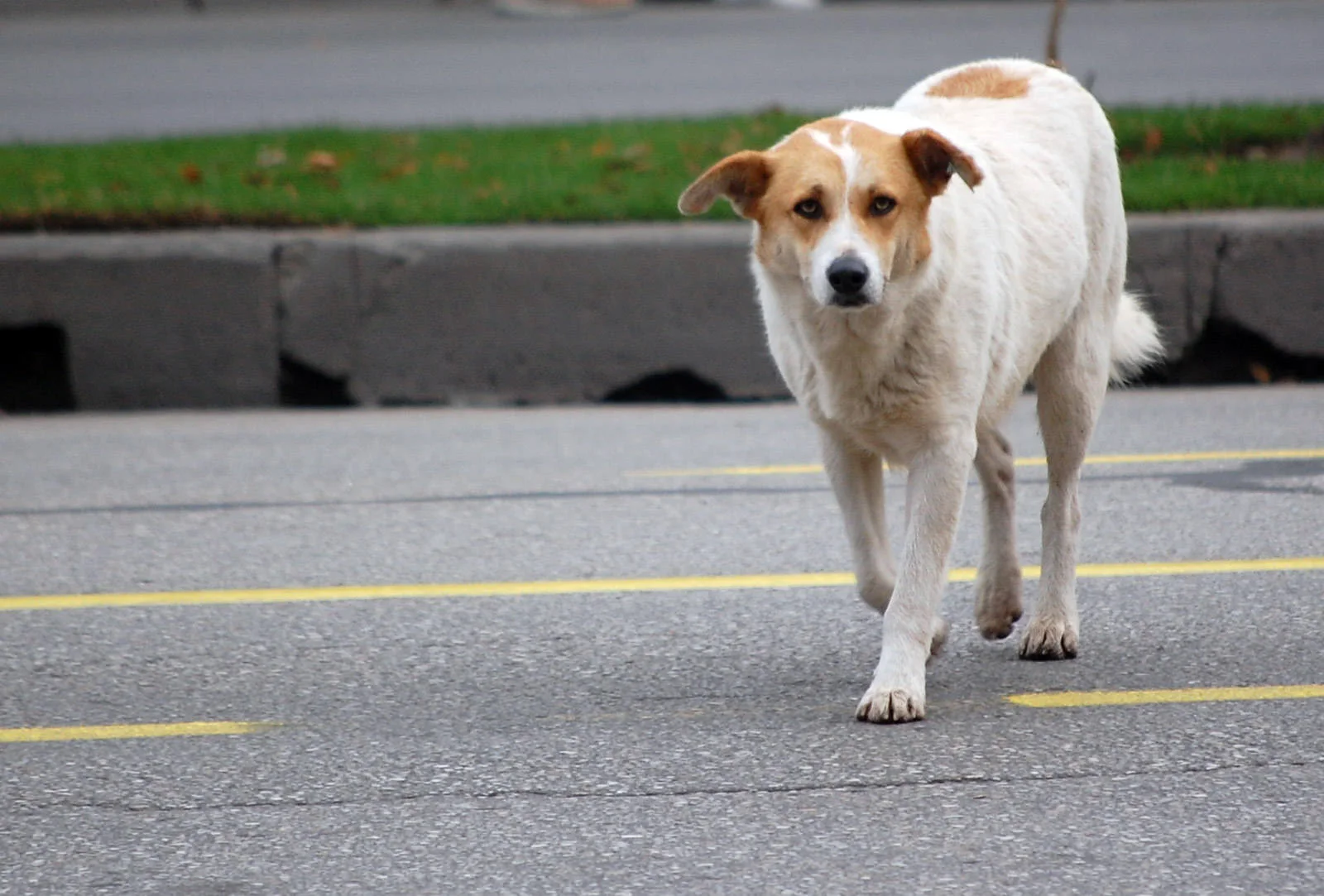 Maputo: Município Recolhe Cerca de Quatro Cães sem Dono por Semana