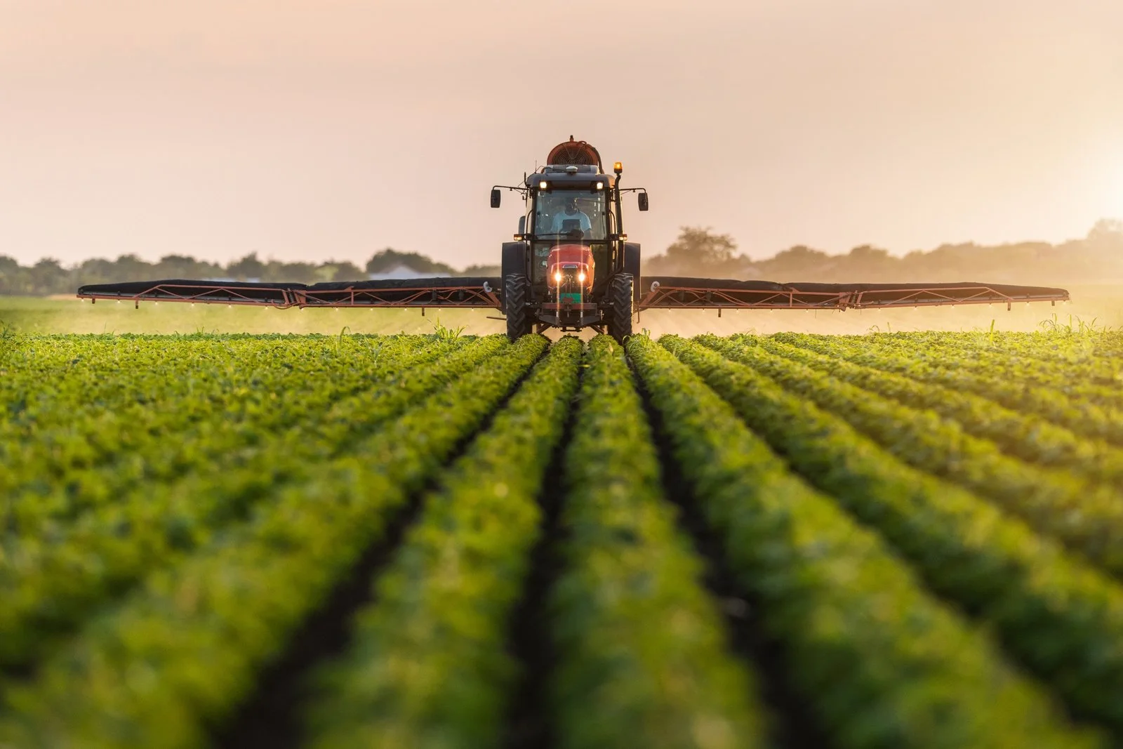 Produção Agrícola Dá Sinais de Recuperação após Cheias