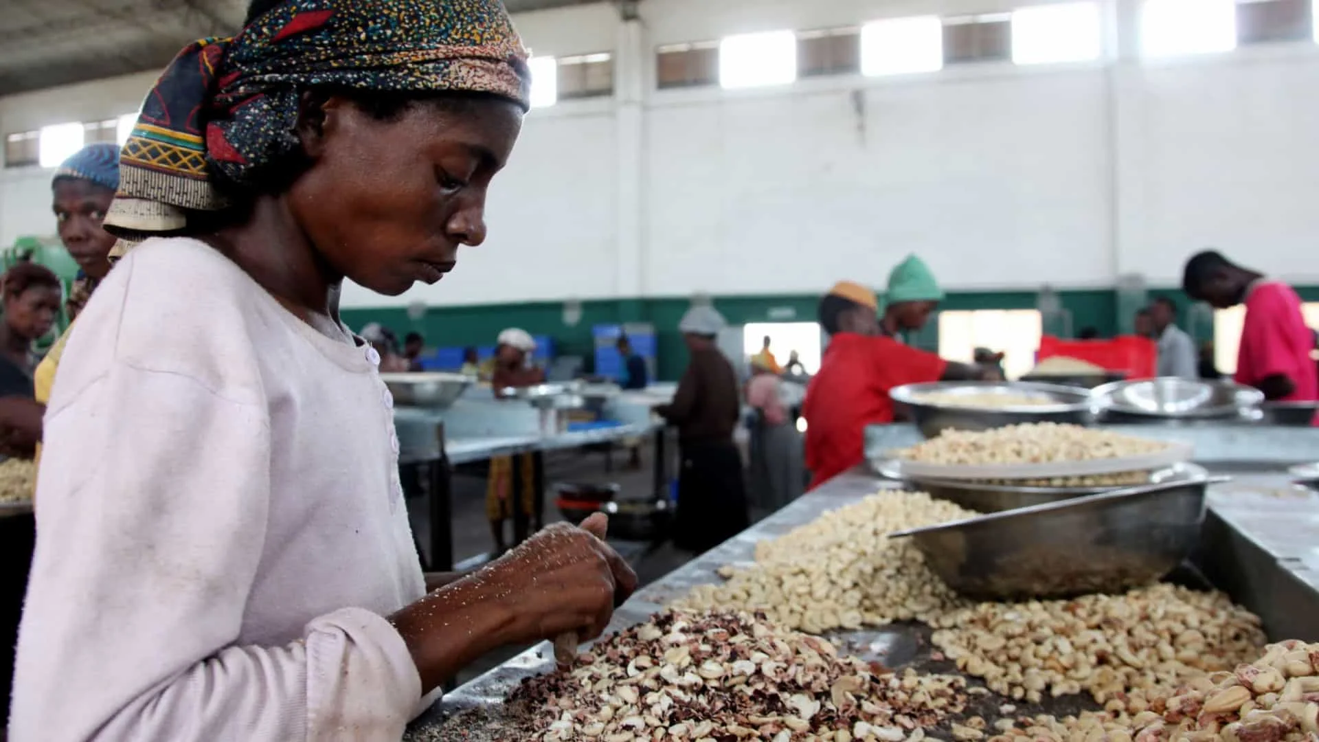 New Cashew Marketing Season Starts with Price Set at 48 Meticais Per Kilogram